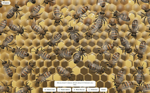Honey bee workers walking over capped and open comb cells.